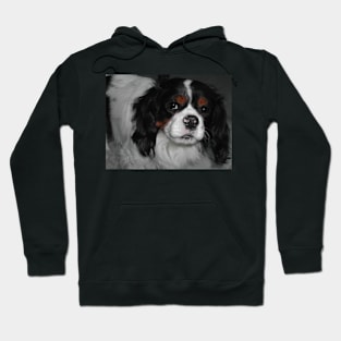 cavalier king charles spaniel tri third Hoodie